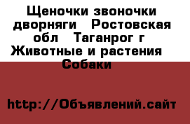 Щеночки звоночки дворняги - Ростовская обл., Таганрог г. Животные и растения » Собаки   